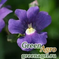 Немезия лазоревая (Nemesia foetans) "Poetry F1" (white) raw 300 шт.