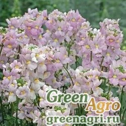 Немезия лазоревая Nemesia foetans POETRY LAVENDER PINK Pelleted 1000