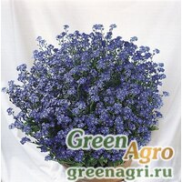 Семена Незабудка лесная (Myosotis sylvatica) "Miro" (mid-blue) raw 1000 шт. Семена Незабудка лесная (Myosotis sylvatica) "Miro" (mid-blue) raw 1000 шт.