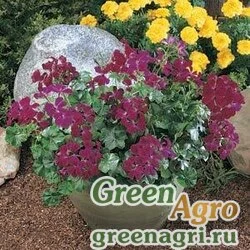 Семена Пеларгония плющелистная (Pelargonium peltatum) "Tornado F1" (white) coated 1000 шт.