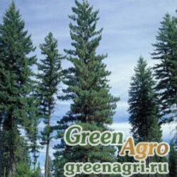 Семена Сосна веймутова горная (Pinus monticola) "WA" 10 гр.