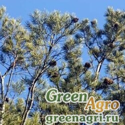 Семена Сосна Бунге (Pinus bungeana) 20 гр.