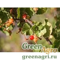 Семена Смородина восковая (Ribes cereum) 7 г