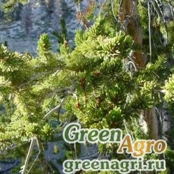 Семена Сосна долговечная (Pinus longaeva) 0,5 гр.