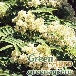 Семена Рябина двуцветная (Sorbus discolor) 10 гр.