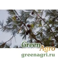Семена Сосна Арманда (Pinus armandii) 50 гр.