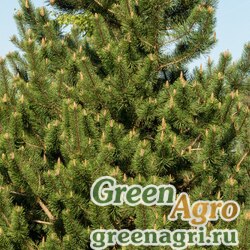 Семена Сосна горная носатая (Pinus mugo ssp. rostrata) 3 гр.
