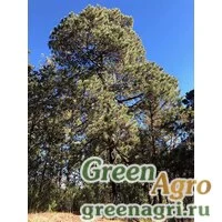 Семена Сосна ацтекская (Pinus teocote) 2 г