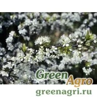 Семена Слива зонтичная (Prunus umbellata) 15 гр.