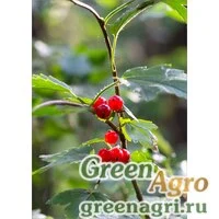 Семена Смородина альпийская (Ribes alpinum) 2 г