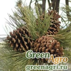 Семена Сосна Джеффри (Pinus jeffreyi) "CA" 15 гр.