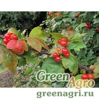 Семена Смородина Комарова (Ribes komarovii) 2 гр.