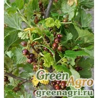Семена Смородина закрытая (Ribes cucullatum) 0.5 гр.