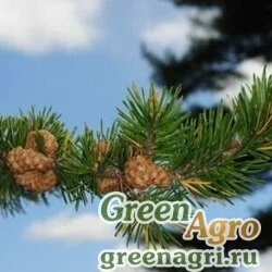 Семена Сосна Банкса (Pinus banksiana) "MN" 5 гр.