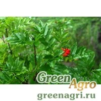 Семена Рябина бузинолистная (Sorbus sambucifolia) 8 г
