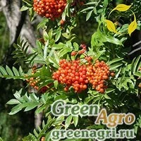 Семена Рябина горная (Sorbus scopulina) 10 г