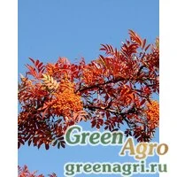 Семена Рябина американская (Sorbus americana) 10 г