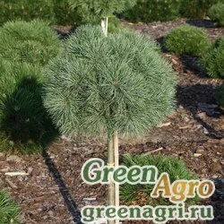Семена Сосна Веймутова (Pinus strobus) "PA" 10 гр.