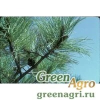 Семена Сосна аризонская (Pinus arizonica var. ornelasii) 3 гр.