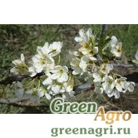 Семена Слива китайская (Рrunus chinensis) 60 гр.