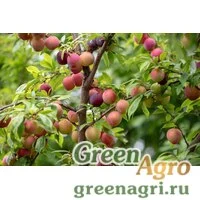 Семена Слива иволистная (Prunus salicina) 60 гр.