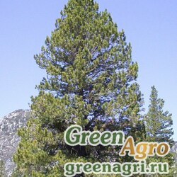 Семена Сосна Вашу (Pinus washoensis) 1.5 гр.