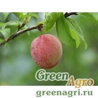 Семена Слива иволистная ф. корейская (Prunus salicina var coreana) 25 гр.