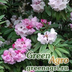 Семена Рододендрон толстоволосистый (Rhododendron pachytrichum) 0.1 гр.