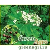Семена Рябина глоговина (Sorbus torminalis) 10 г