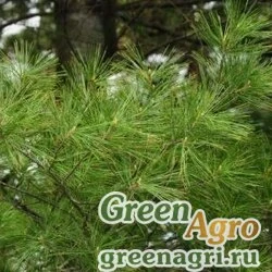 Семена Сосна Веймутова (Pinus strobus)  "WI" 10 гр.