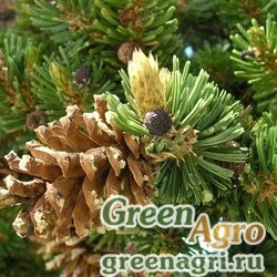 Семена Сосна Бальфура (Pinus balfouriana var. balfouriana) "Mount Shasta, CA" 2 г