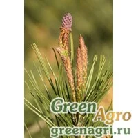 Семена Сосна аллепская (Pinus halepensis) 20 гр.