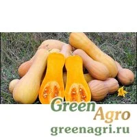 Семена Тыква мускатная Баттернат  (упак-50 гр.)