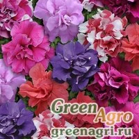 Семена Петуния махровая Дуо Микс 1000драже