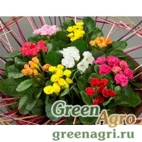 Семена Примула махровая Розанна Микс 1000шт