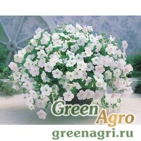 Семена Петуния ампельная Опера Вайт 100драже