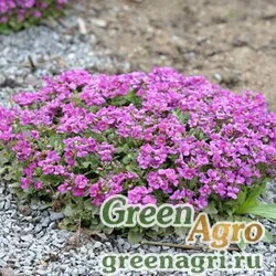 Семена Арабис грандифлора Розовый  (упак-50 гр.)