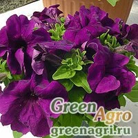 Семена Петуния грандифлора Лимбо Джи Пи Дип Парпл 100драже