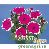 Семена Петуния грандифлора Хулахуп Вельвет 1000драже