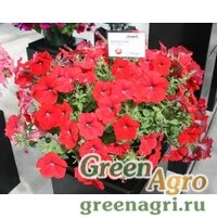 Семена Петуния ампельная Саксесс Ред 100драже