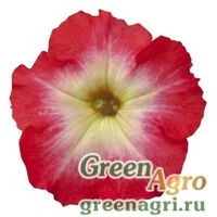 Семена Петуния мультифлора Мерлин Ред Морн 1000драже