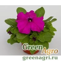 Семена Петуния грандифлора Эспрессо Грандэ Парпл 1000драже