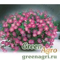 Семена Петуния ампельная Опера Пинк Морн 1000драже