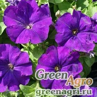 Семена Петуния мультифлора Мамбо Джи Пи Блю 1000драже