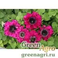 Семена Петуния превосходнейшая Бордовая 100драже