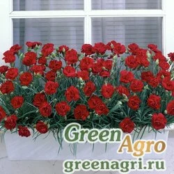 Семена Гвоздика садовая Шабо  Красная  (упак-50 гр.)