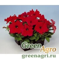 Семена Петуния грандифлора Игл Ред 1000драже