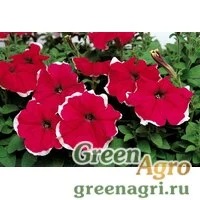 Семена Петуния грандифлора Хулахуп Роуз 1000драже