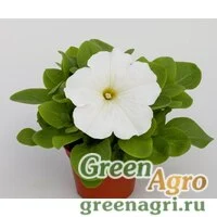 Семена Петуния грандифлора Эспрессо Грандэ Вайт 100драже