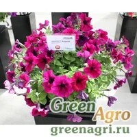 Семена Петуния ампельная Саксесс Бургунди 100драже